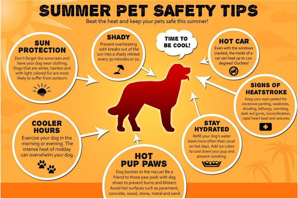 Pet Safety in Extreme Weather