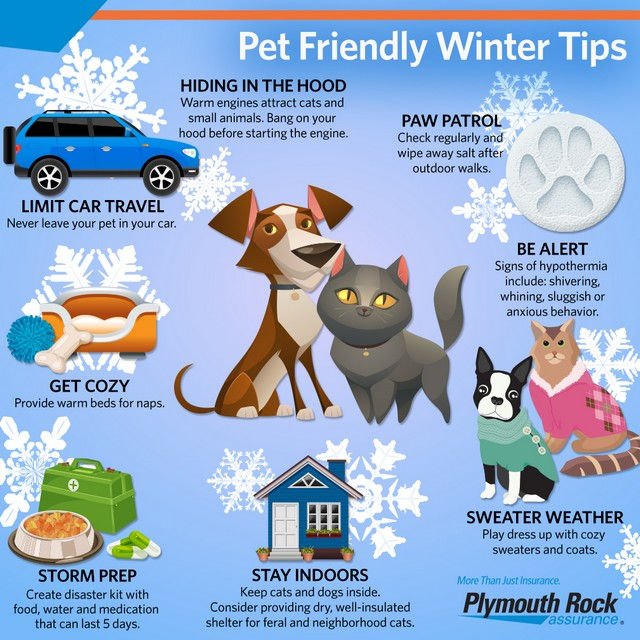 Pet Safety in Extreme Weather