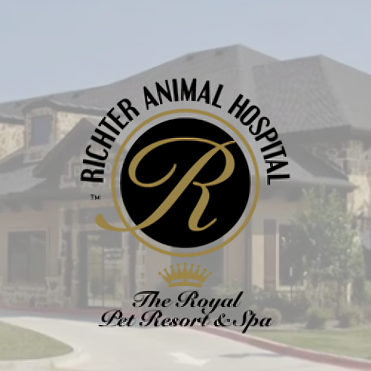 Richter Animal Hospital & Pet Resort: A Haven for Your Furry Friends