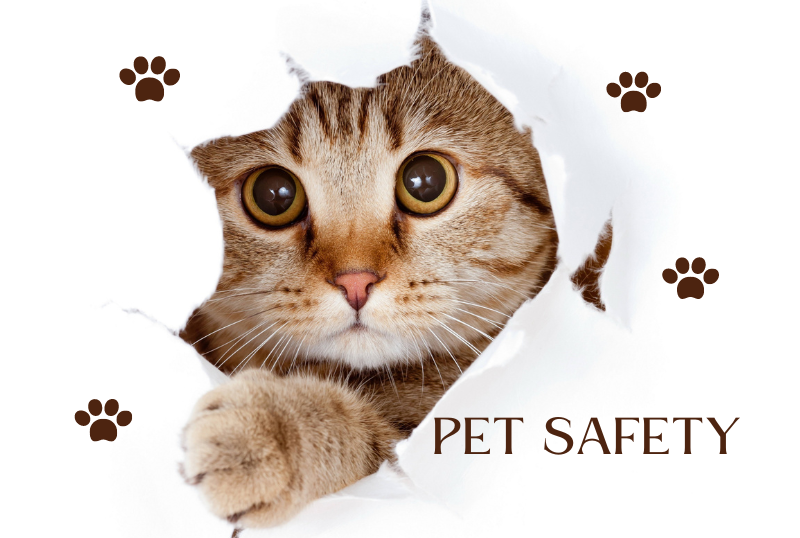 Pet Safety in Extreme Weather