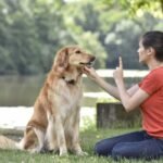 Dogs Training Tips