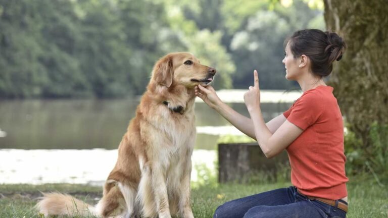 Dogs Training Tips