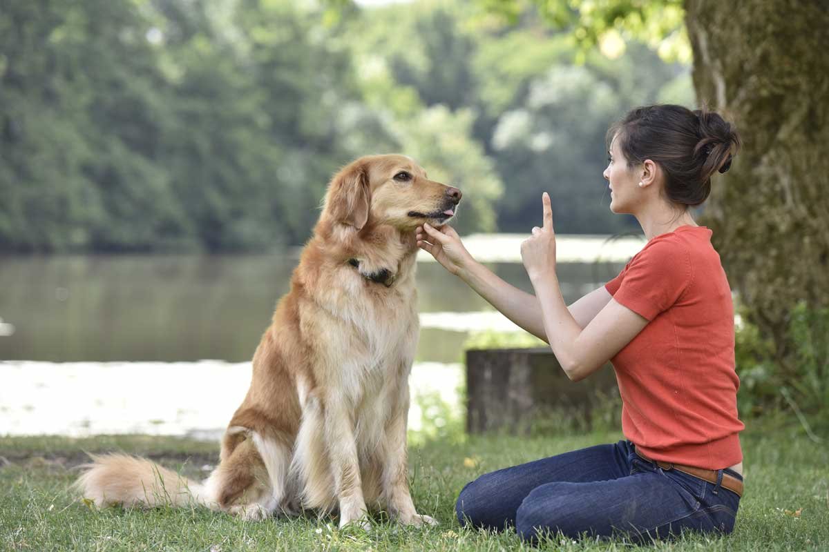 Dogs Training Tips