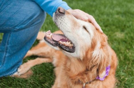 How to Care for Aging Dogs and Cats