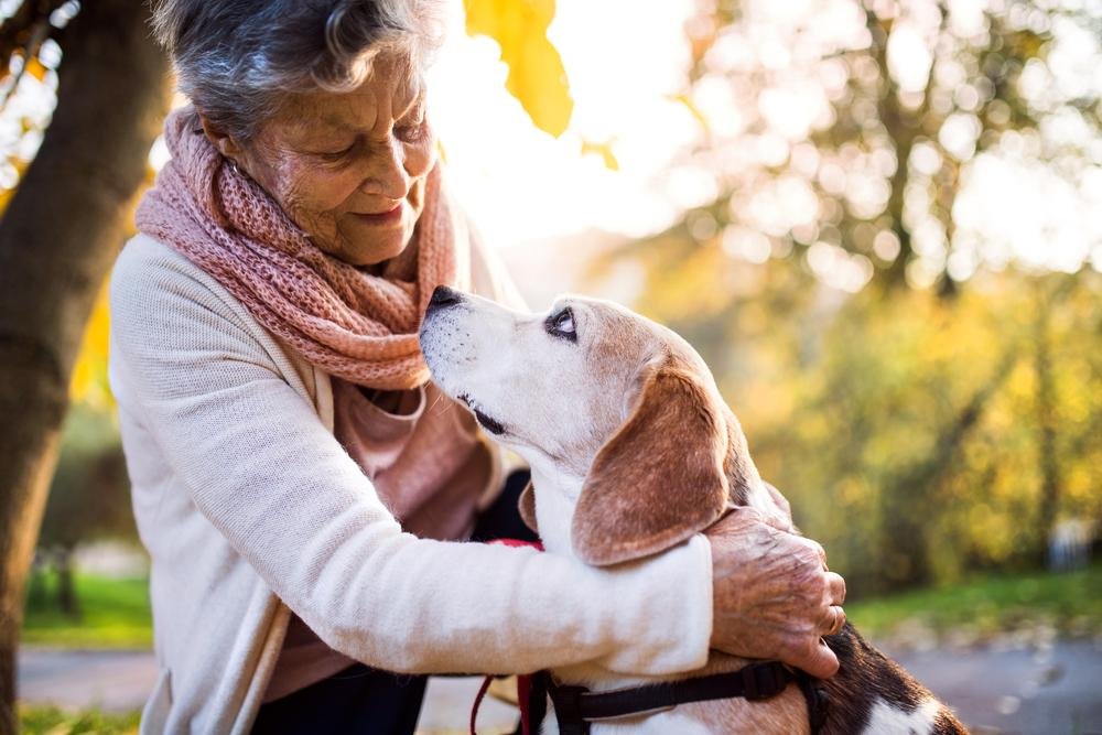 How to Care for Aging Dogs and Cats